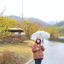 현천2구 | 구례 화엄사, 산수유마을