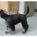 댄디애견 이미지