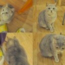 양이양이 이미지