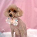 화사하개 이미지