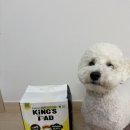 강아지배변패드 킹스패드 킹스펫 대형 비숑 추천 리뷰 후기