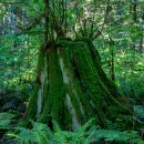 브리티시컬럼비아 주 서리(Surrey) 그린 팀버스 어번 포레스트 공원(Green Timbers Urban Forest Park) 2 이미지