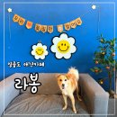 카페라봉 | 영종도 실내 애견카페 오랜만에 카페라봉, 재방문 후기