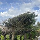 평대살래 이미지