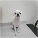 강아지살롱 이미지