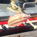 해우펜션 | [거제낚시/거제낚시체험] 거제도 배낚시 펜션에 낚시까지 8만원? 거제해우호 내돈내산 솔직후기 (거제...