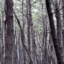 자연송림 이미지