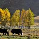 선인목장 이미지