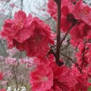 수요산행 춘덕산 원미산 지양산 복사꽃 축제 이미지