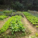 기용농장 이미지