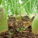 대신농장 이미지