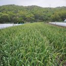 상가리농장 이미지