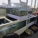 바다축제 | 남당항맛집 남당항푸른바다 새조개축제 쭈꾸미샤브샤브 후기