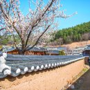 파도대게 이미지