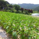 미산3구 이미지