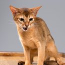 강북 24시 N 동물의료센터 이미지