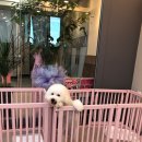 도그살롱바른핏 이미지