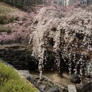 돌다리공원 | 대구 앞산 벚꽃 명소 빨래터공원 수양벚꽃 실시간 개화 상황 주차