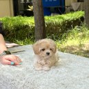 플러피펫 이미지