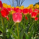 평안의원 | 세이미의원 보톡스 리얼 후기 &amp; 노브랜드 꿀템 '납작바삭이약과' 영접!