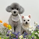 (주)스타몽 이미지