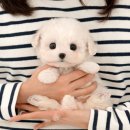 미유펫 강아지고양이 구미점 이미지