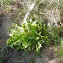 민들레2농장 이미지