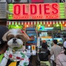 네코스토리 (서울 본점) 고양이 무료 분양 | 을지로 핫플 가성비 다이어리 소품샵 '한주다이어리' 자투리원단 업사이클 글리프노트 3천원의 행복