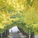 은행나무길 이미지