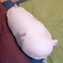 프린스펫 | 도쿄돔 나갈 때 한국까지 날려줬으면…(라이징라우드인도쿄돔)