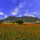 낙동강변 축구장 2 이미지