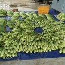 화강농장 이미지