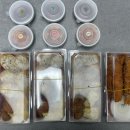 서울과학기술대학교 일반대학원 | 서울과학기술대학교 IT정책전문대학원 데이터 시각화 전공과목 벚꽃놀이 야외수업 with 붕어방(24/4/6)