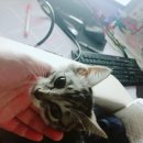 고흥미소동물병원 이미지