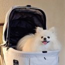 지에스칼텍스(주) 효재주유소 | 부산 강아지 유모차 오프라인 할인매장 모루뽀 오픈! 피카고 &amp; 로얄테일즈 시승 후기