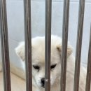 사랑쉼터의 집 | 청주 반려동물 보호센터 유기견 및 유기묘 쉼터 봉사 후기