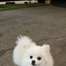 떠날수밖에없는 가족아이를 분양합니다. 포메 여아 이미지