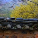 The 산수유 이미지