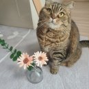 위드 마이 펫 | 안전한 반려동물 펫퓨저 유어스페이스 위드마이 펫 디퓨저 캄 포레스트 향 후기