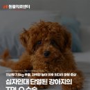 윌동물외상센터 | 십자인대 단열있는 강아지의 TPLO 수술, 노원강북동물병원, N동물의료센터 노원점
