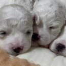 레이지 포 이미지