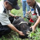 맹수 농장 이미지