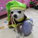 마이캣 이미지