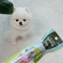 우신펫샵 이미지