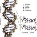 Molecular Biology &amp; central dogma of molecular biology -分子生物學 이미지