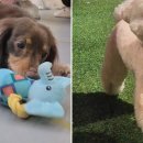 옐레드 애견유치원&애견호텔 부산용호점 이미지