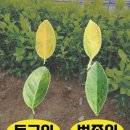 사철농원