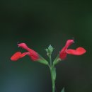 오색허브농원 이미지