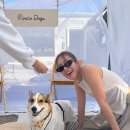 어스펫(US-pet) | [공지] [공지]파이럿독스, 미국 산타모니카 Festival Recap