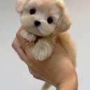 내강아지 이미지